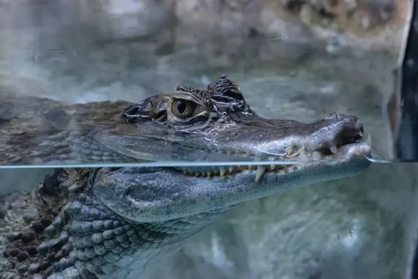 Які фізичні особливості каймана