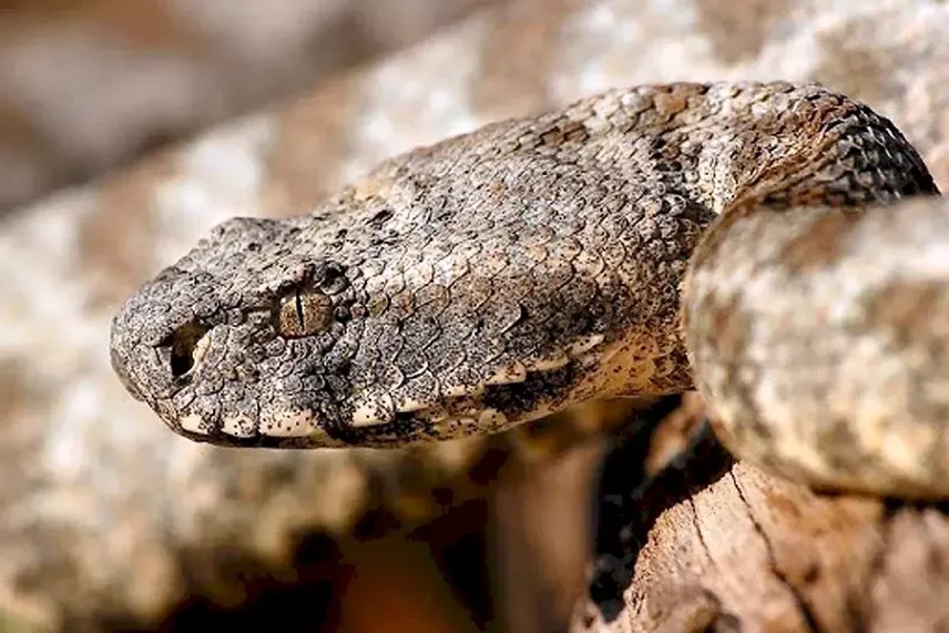 Питание гюрзы