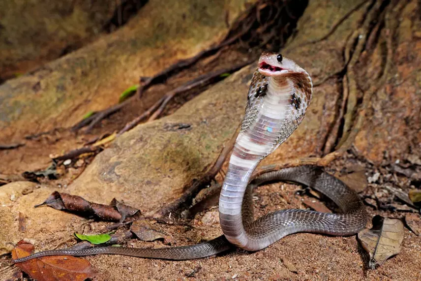 Фізичні особливості кобри